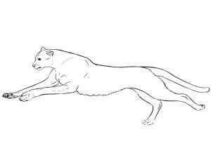 Раскраска гепард бежит 4