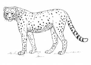 Раскраска Гепард 5