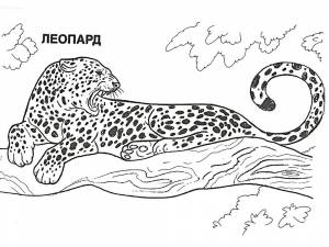 Раскраски раскраск, Раскраска леопард лежит на дереве леопард