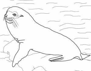 Раскраска Галапагосский морской котик