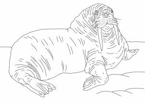 Раскраски Раскраска Морской котик животные, Раскраска Морж животные