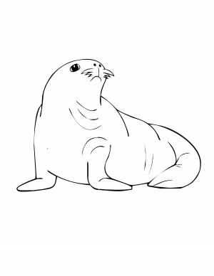 Раскраски Раскраска Милый морской котик морское морское