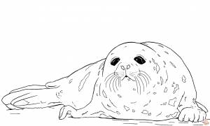 DataLife Engine > Версия для печати > Раскраски морской котик аниме