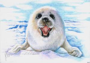 Морской котик рисунок для детей