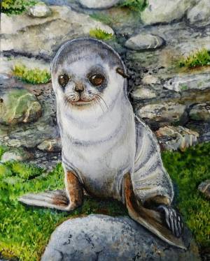 Иллюстрация Маленький морской котик в стиле академический рисунок