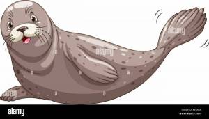 Картинки Морской котик для детей