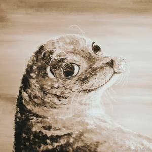 Синеглазый морской котик