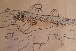 Морские котики в балтийском море