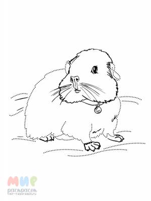 Раскраска Морская свинка