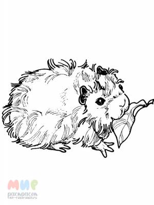 Раскраска Морская свинка
