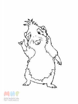 Раскраска Морская свинка