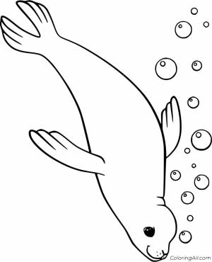 Тюлень раскраска