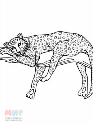 Раскраска Леопард