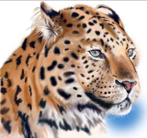 Дальневосточный леопард рисунок