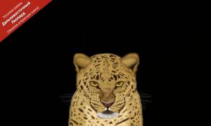 Рисунок, сделан на планшетеДальневосточный Леопард