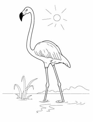 Раскраски фламинго раскраска фламинго