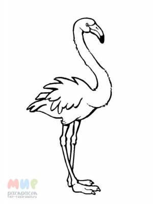 Раскраска Фламинго розовый