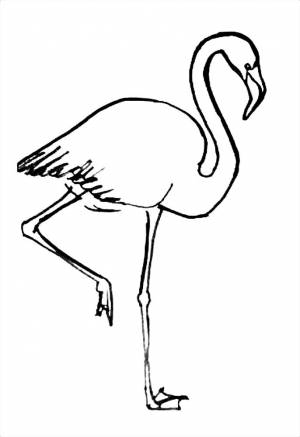 Раскраска Фламинго