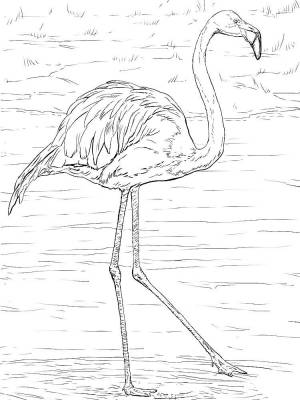 Раскраска Фламинго