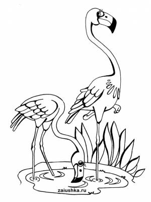 Раскраски раскраска, Раскраска Фламинго раскраска Фламинго