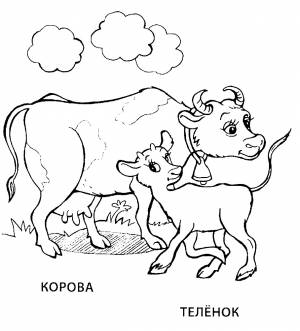 Раскраска корова и теленок