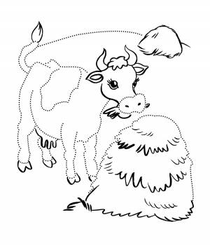 раскраски корова теленок