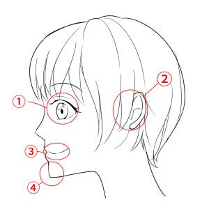 Для новичков] Научитесь рисовать профиль!