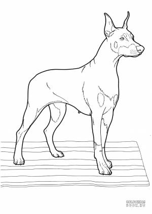 Раскраски щенков и собак