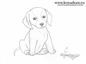 Картинки по запросу щенка овчарки нарисовать