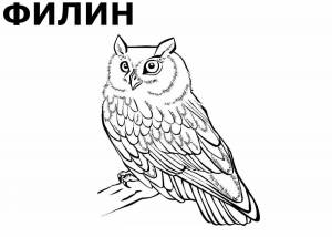 Раскраски Птицы для детей 6 7 лет с названиями