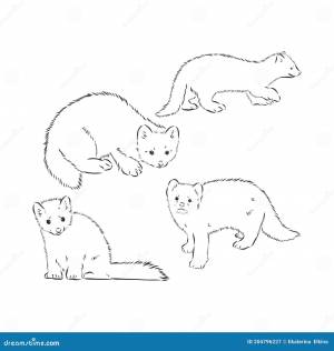 Соболь рисунок карандашом