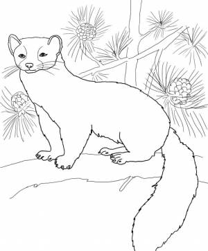 Рисунок для детей соболь