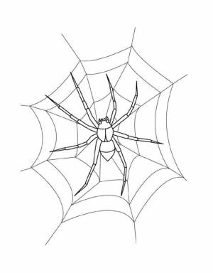 Раскраски Раскраска Паутина