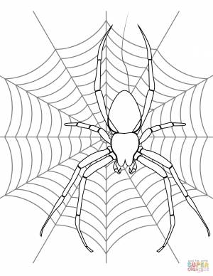 Раскраска Паук в паутине