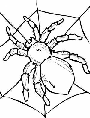 Раскраски пауки