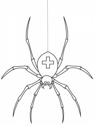 Раскраски паутине, Раскраска Паучок висит на паутине Паук с длинными лапками Насекомые