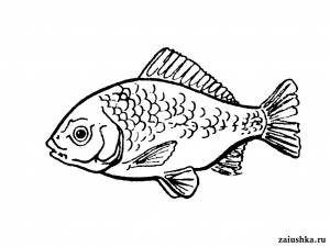 Карась, раскраска