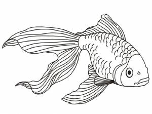 Карась раскраска