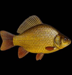 Раскраска Карась