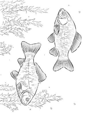 Раскраски Карась