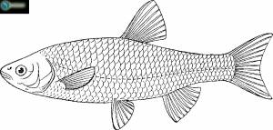 Карась раскраска для детей