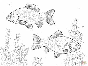 Карась раскраска для детей