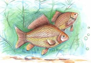 Рисунок карась для детей