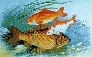 Рисунок карась для детей