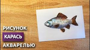 Как нарисовать карася карандашом и акварелью начинающим