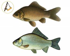 Рисунок карась для детей