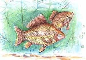 Карась рисунок для детей