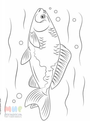 Раскраска Рыба Карась