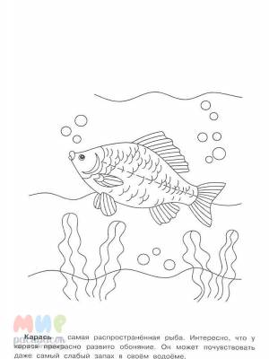 Раскраска Рыба Карась
