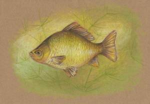 Карась рисунок для детей